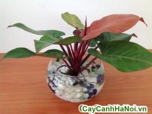 Cây trầu bà đế vương