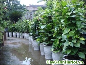 cây trầu bà leo cột