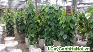 cây trầu bà leo cột